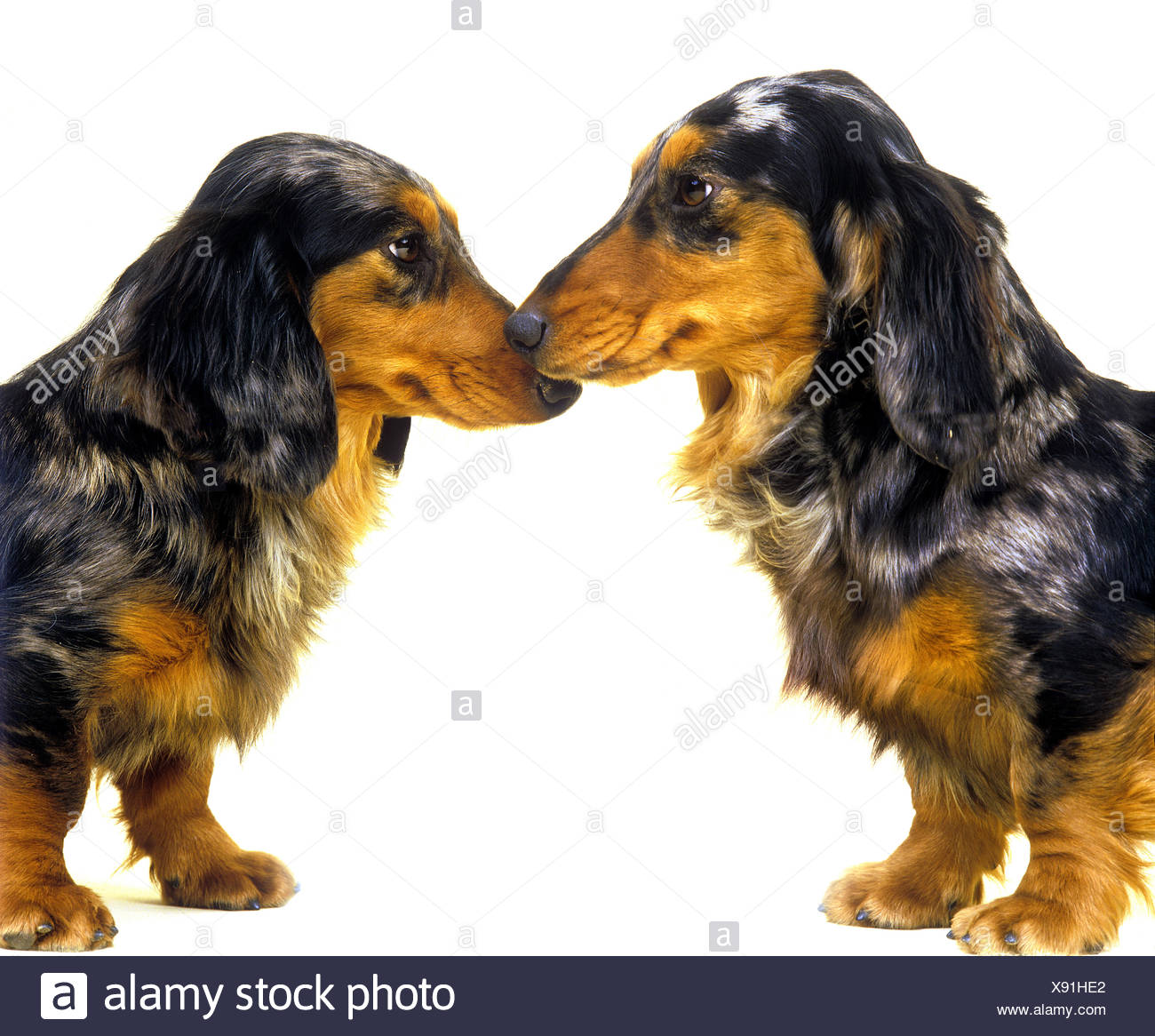 Longhaired Dachshund Stock Photos Longhaired Dachshund Stock