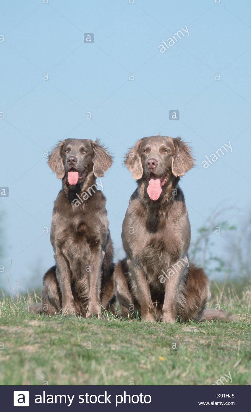 Long Haired Weimaraner Stock Photo 280933581 Alamy