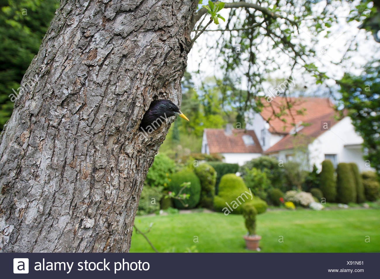 Wildtiere Im Garten Stock Photos Wildtiere Im Garten Stock