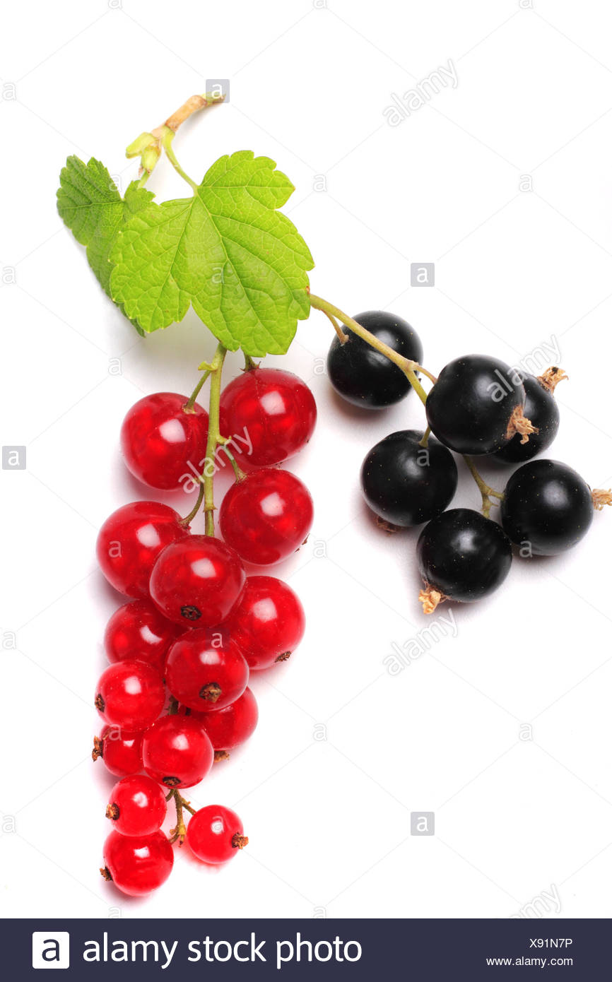 Northern Red Currant European Black Currant Ribes Rubrum Ribes Nigrum Fruits And Leaf Stock Photo Alamy