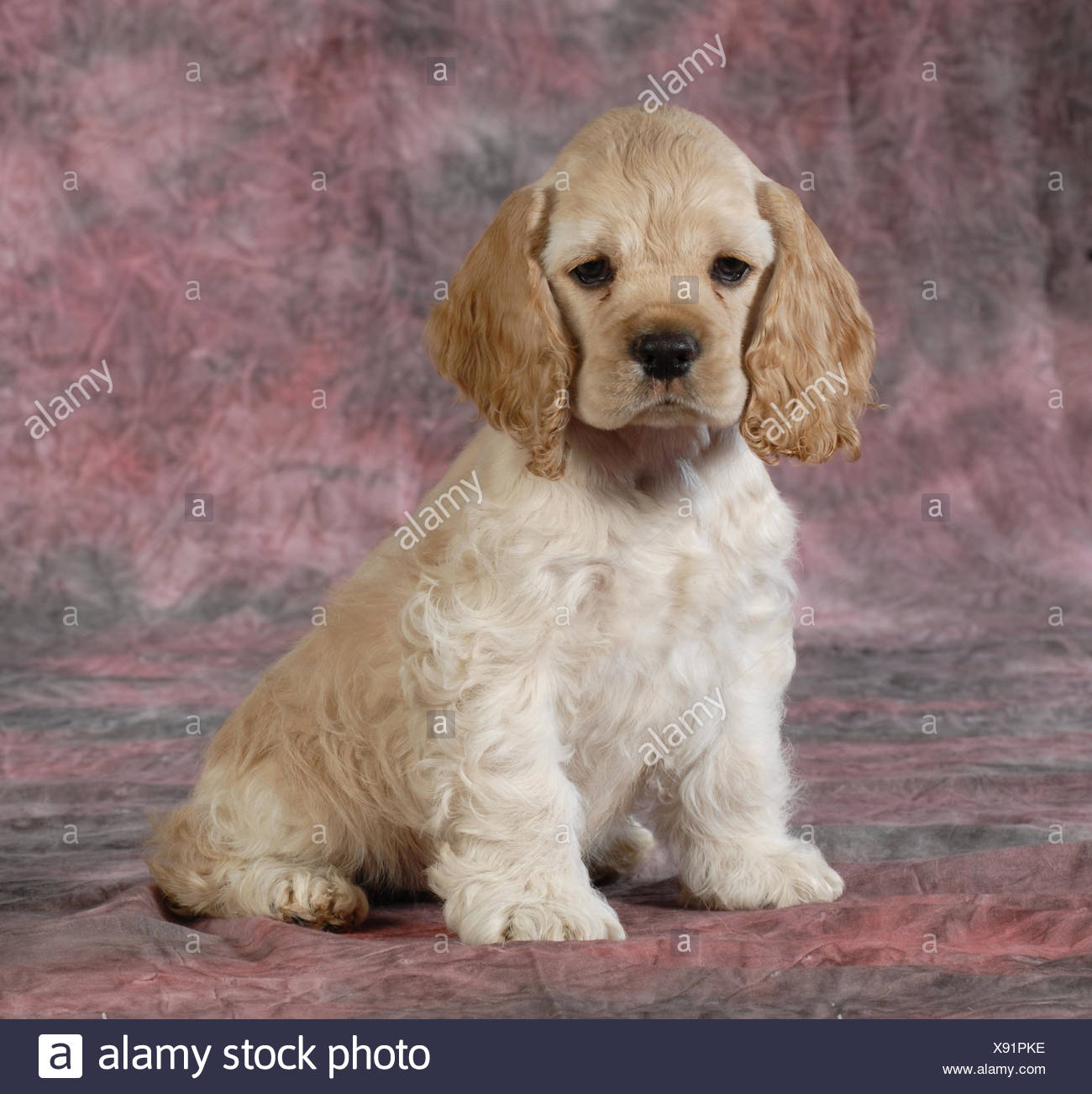 9 week old cocker spaniel puppy