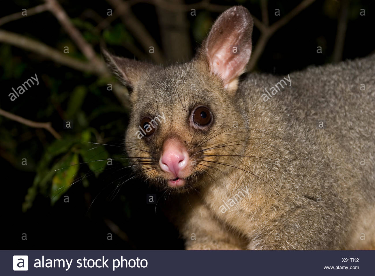 Cuscus Possum Stock Photos & Cuscus Possum Stock Images Alamy