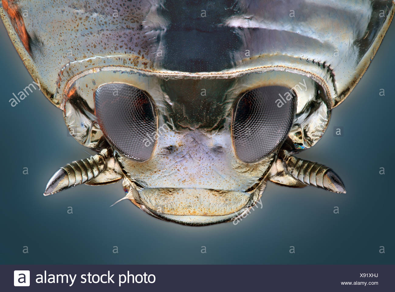 Whirligig Beetle High Resolution Stock Photography and Images Alamy