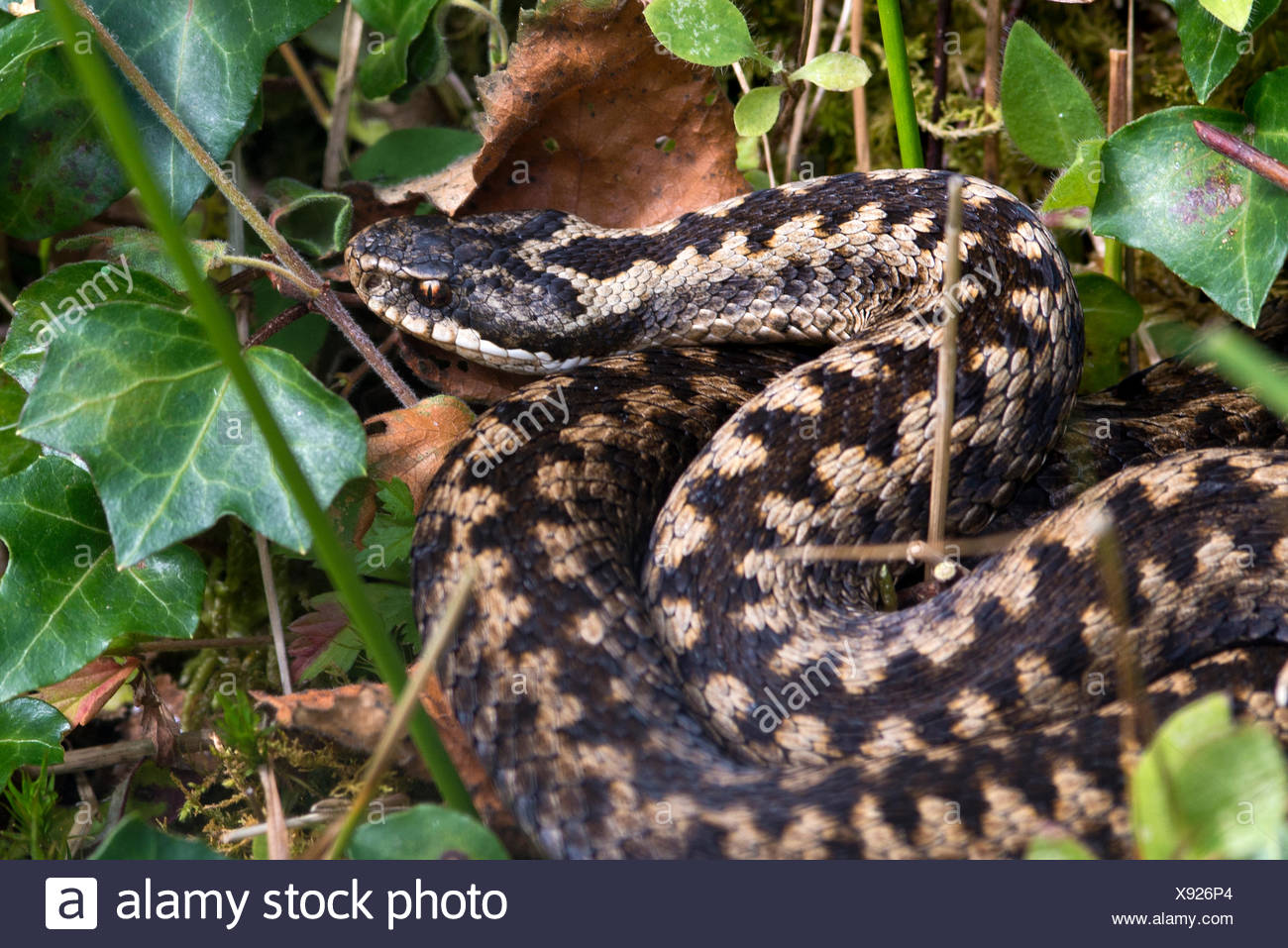 Adder Snake High Resolution Stock Photography and Images - Alamy