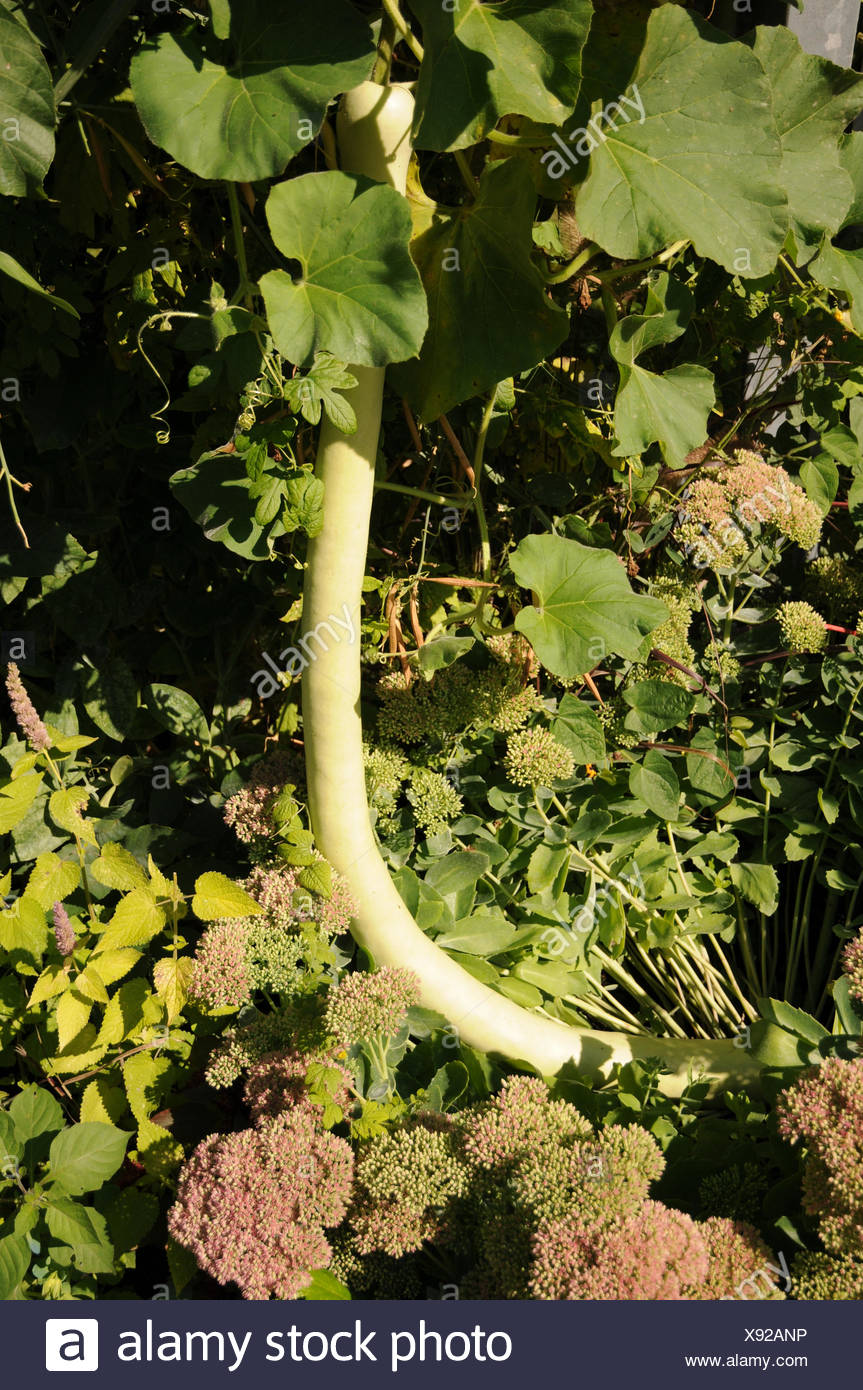 Calabash Vegetable High Resolution Stock Photography and Images - Alamy