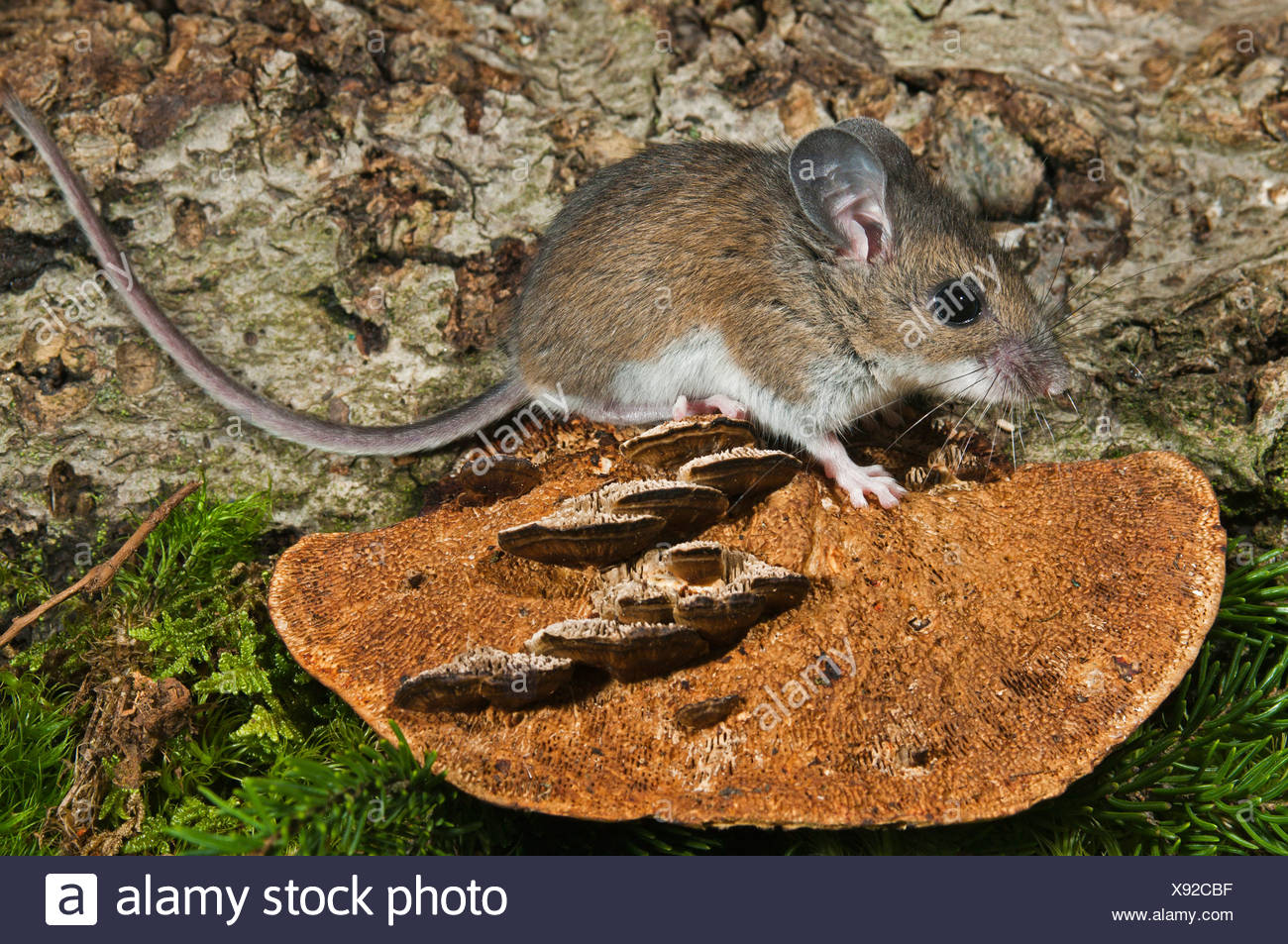 North American Deer Mouse High Resolution Stock Photography and Images ...