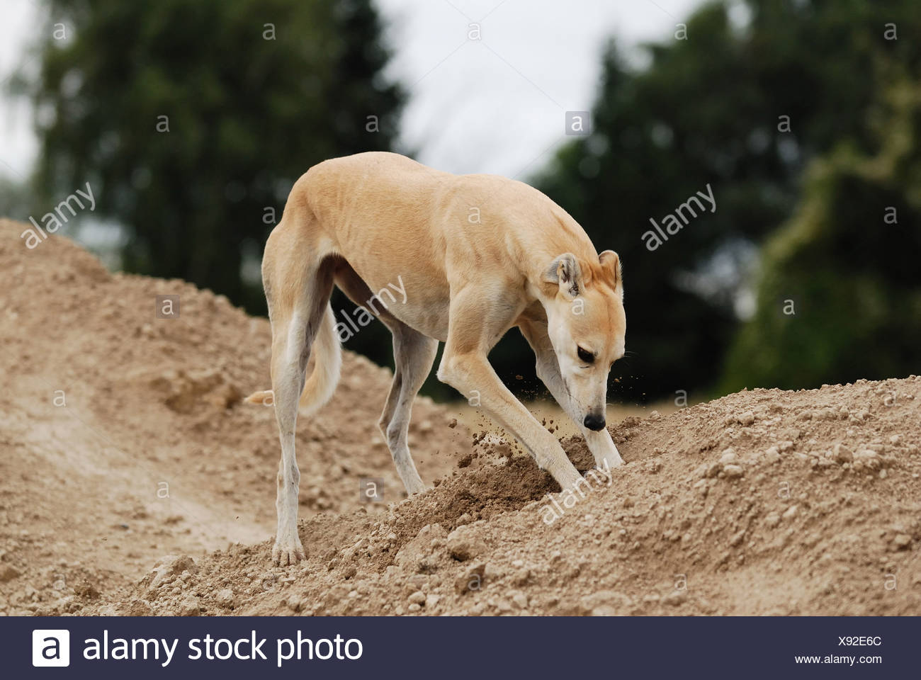 pets at home gerbil cage