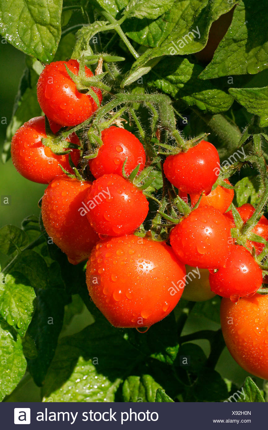 Tomatoes Tomato Totem Lycopersicon Esculentum Var Esculentum Solanum Lycopersicum Stock Photo Alamy