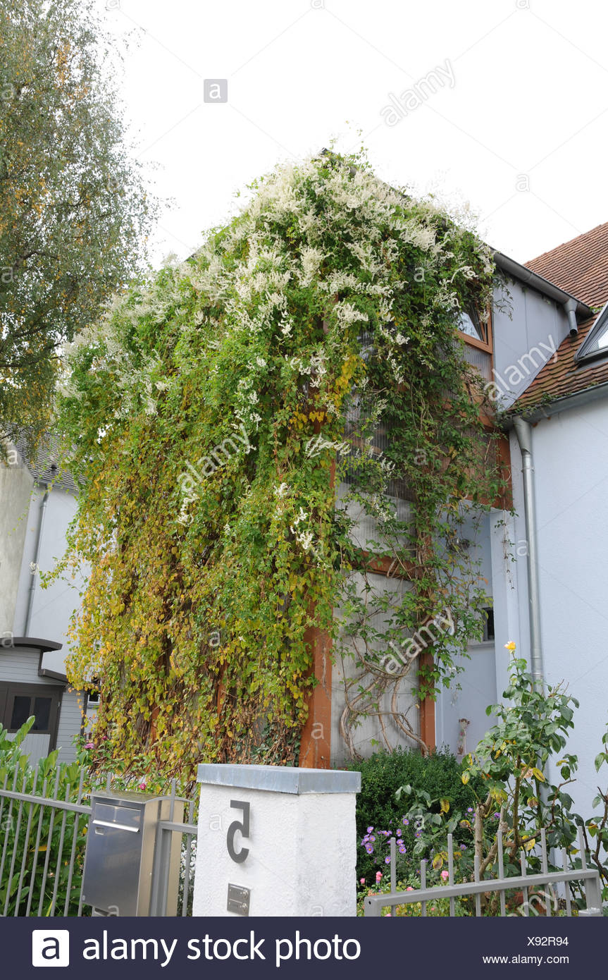 Russian Vine High Resolution Stock Photography and Images Alamy