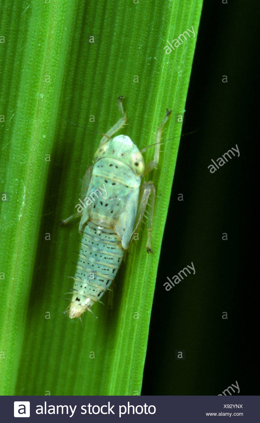 Leafhopper Nymph High Resolution Stock Photography and Images Alamy