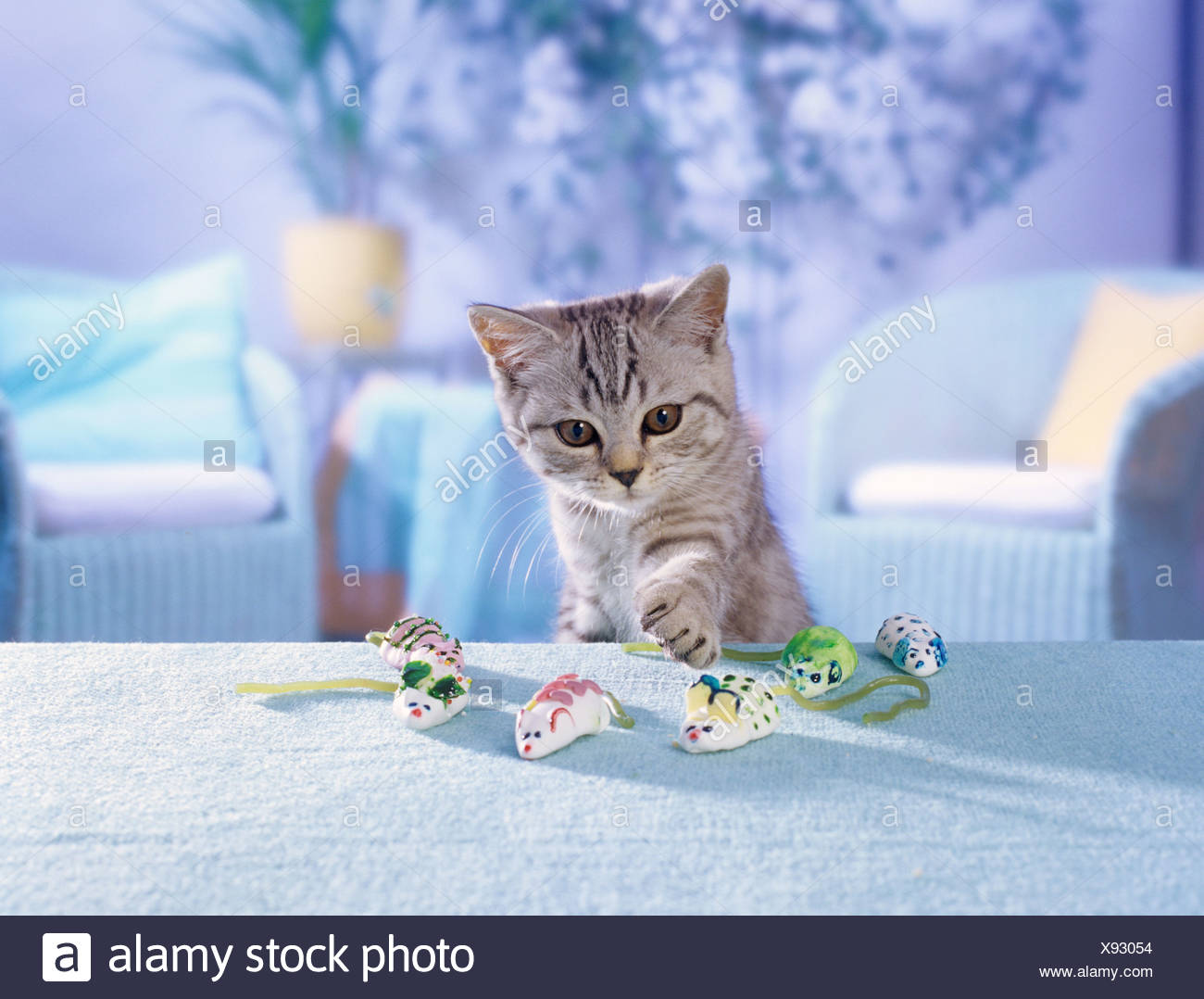 British Shorthair Kitten Black Silver Tabby With Marshmallow