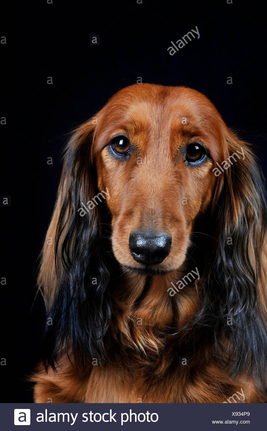 Long Haired Dachshund Long Haired Sausage Dog Domestic Dog