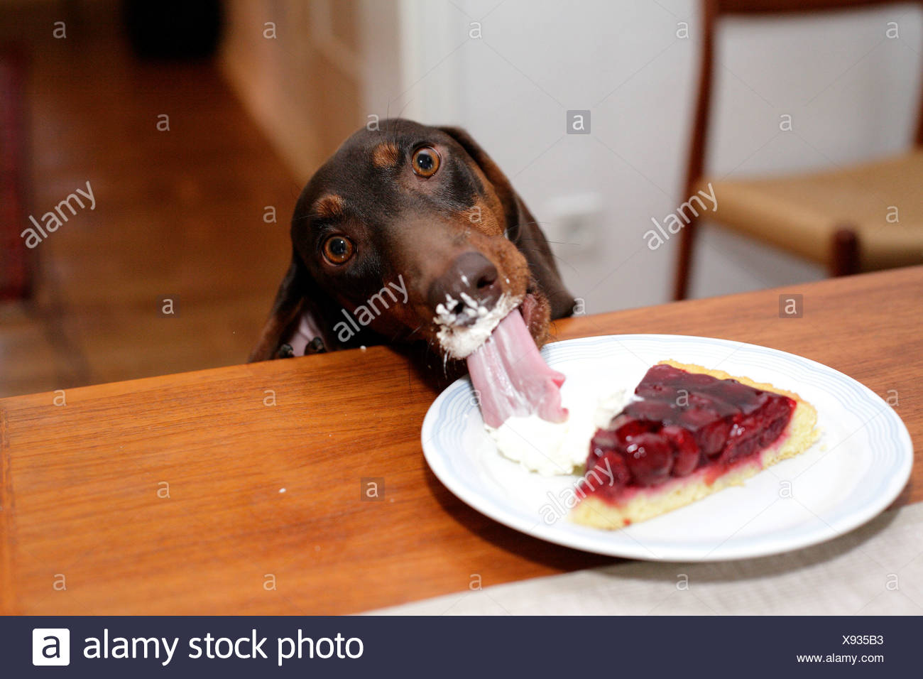 Short Haired Dachshund Short Haired Sausage Dog Domestic Dog
