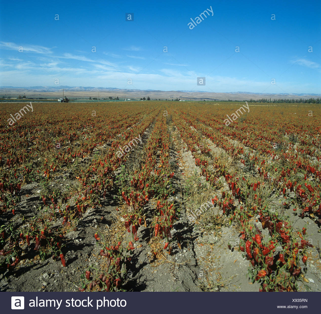 Sweet Pepper Capsicum Annuum Stock Photos & Sweet Pepper Capsicum