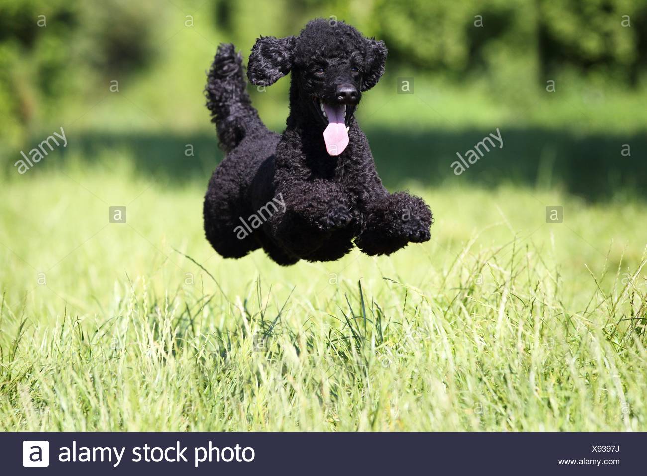 Poodle Jumping High Resolution Stock Photography and Images Alamy