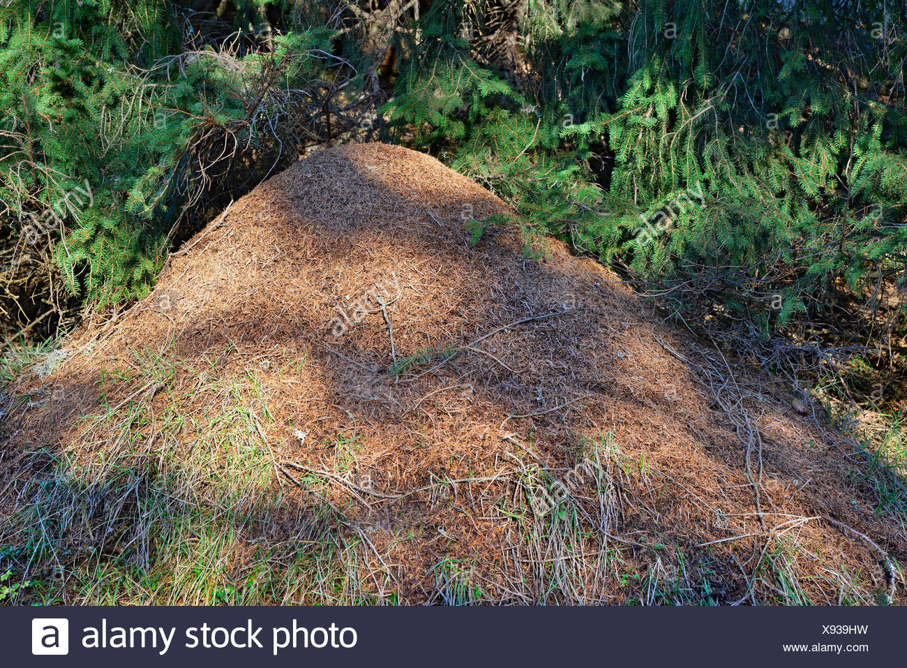 Anthill of the Big Red Wood Ant (Formica rufa), Tyrol, Austria Stock Photo