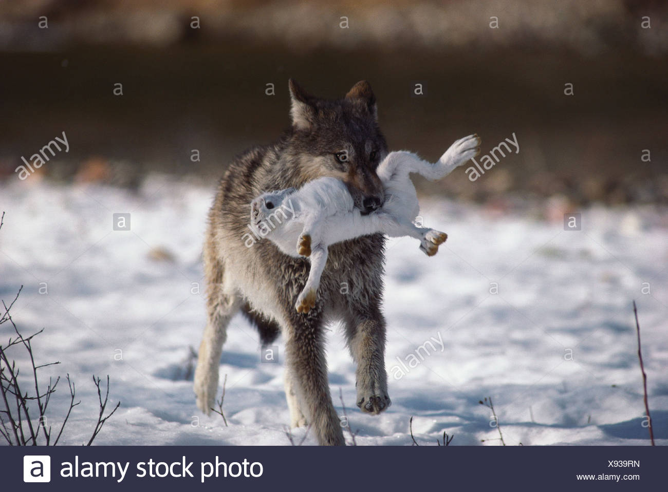 Dog Killing Rabbit High Resolution Stock Photography and Images Alamy
