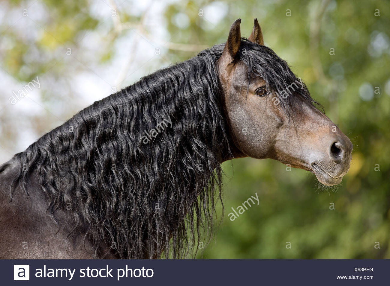 Pure Blooded High Resolution Stock Photography and Images Alamy
