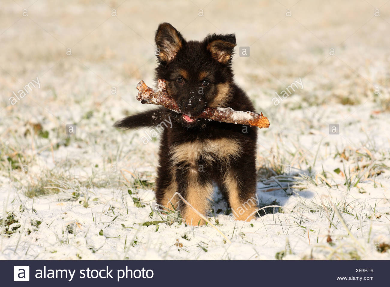 chodsky pes puppies for sale