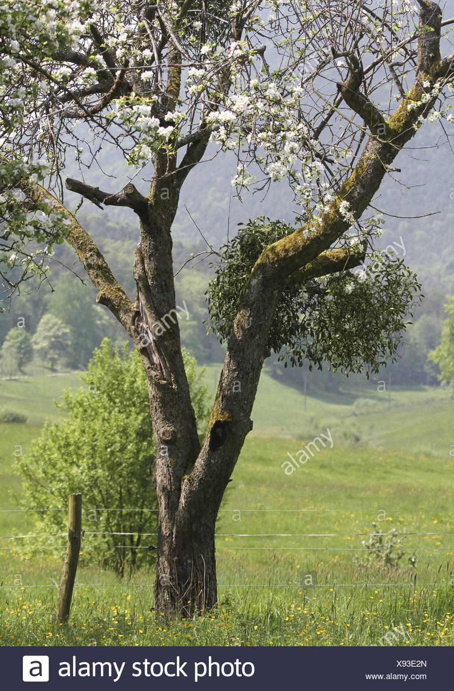 Mistel In Bluhenden Obstbaum Stock Photo 280974701 Alamy