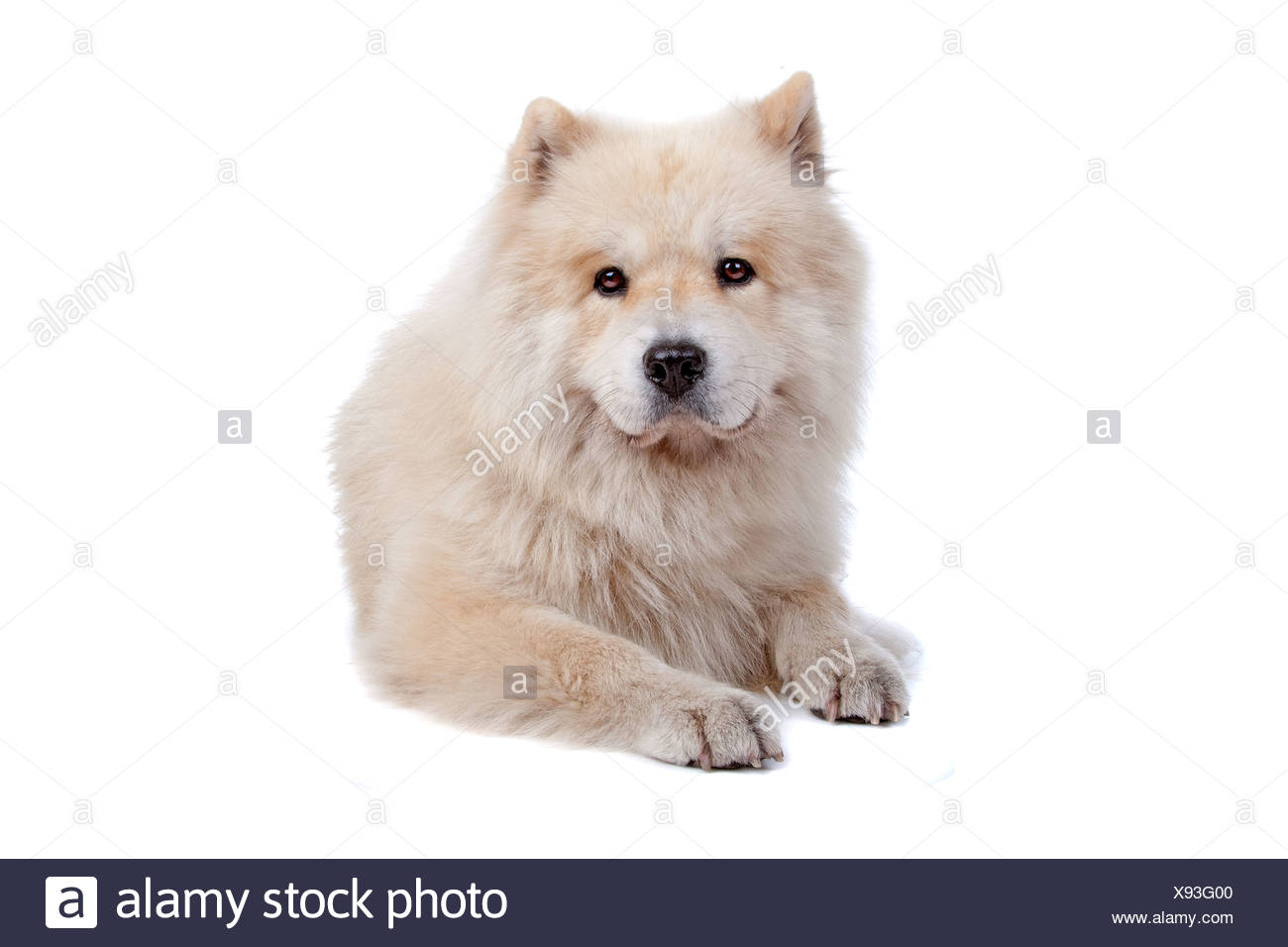 Cute Mixed Breed Dog Chow Chow And Samoyed Lying And Looking At Camera Isolated On A White Background Stock Photo Alamy Cute Mixed Breed Dog Chow Chow And Samoyed Lying And Looking At Camera Isolated On A White Background Stock Photo Alamy