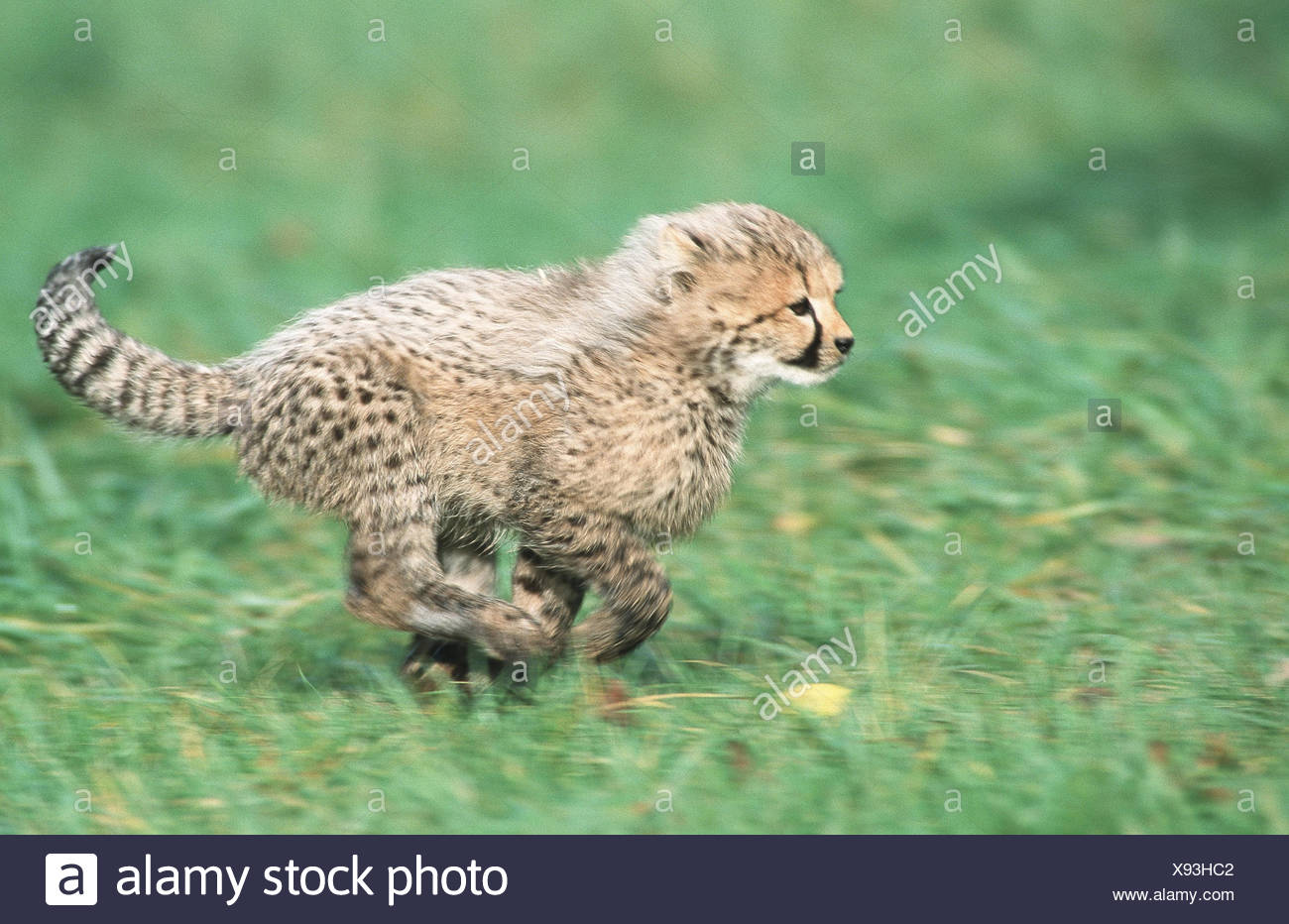 Cheetah Acinonyx Jubatus 3 Years Old Baby Running Across A Meadow Stock Photo Alamy