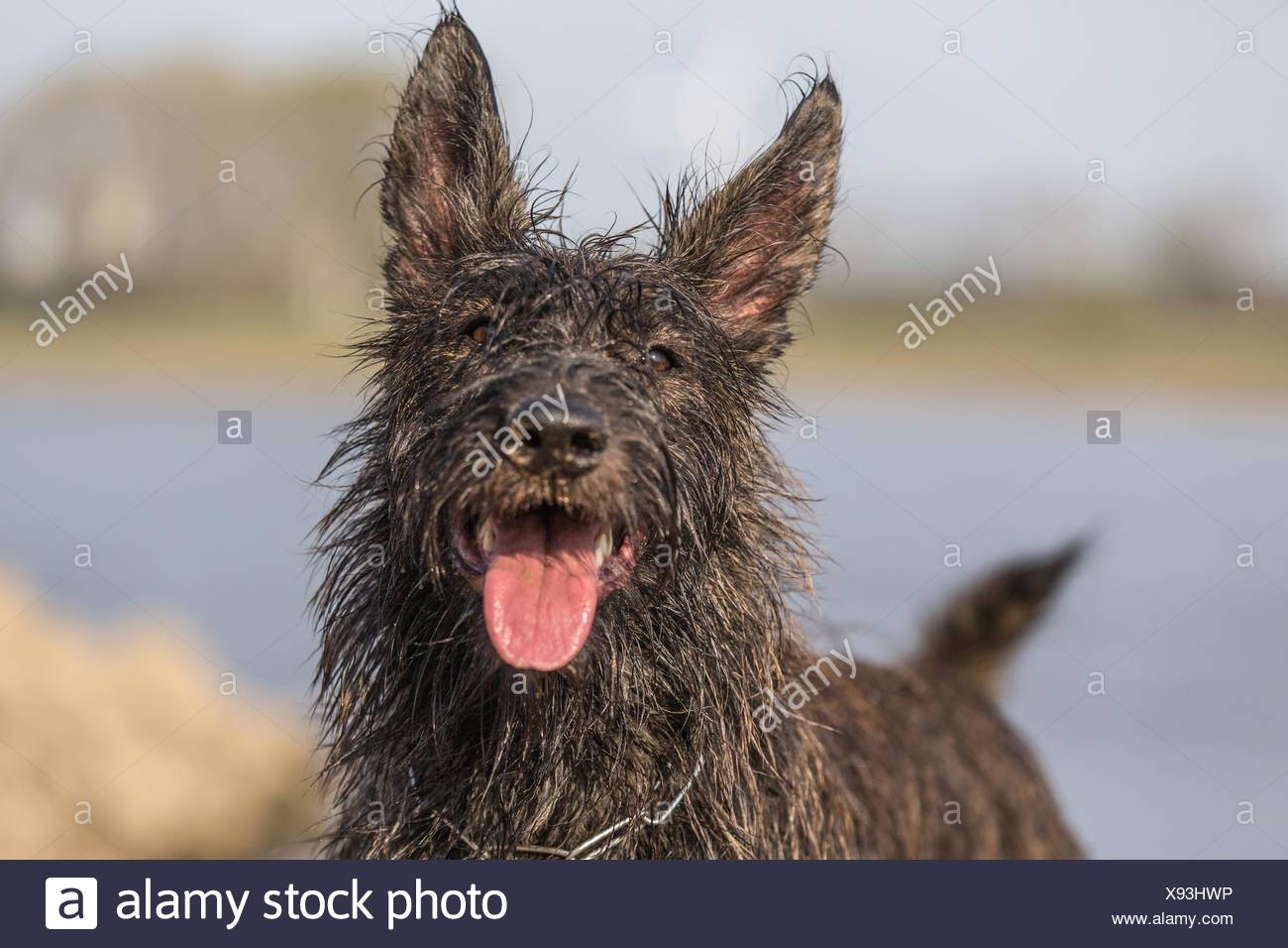 Berger Picard Dog Portrait Stock Photo Alamy