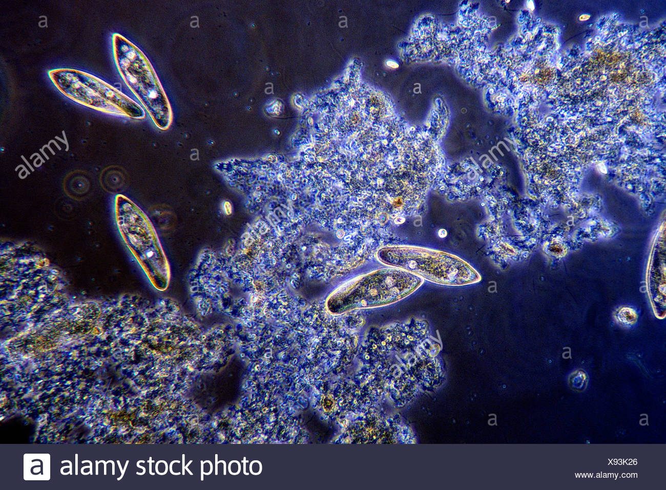 Paramecium In Pond Water Under Optical Microscope Stock Photo Alamy