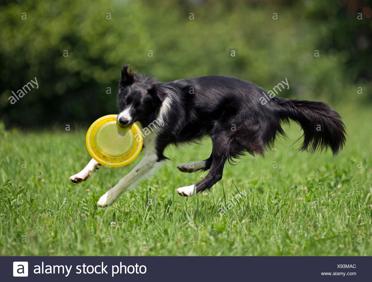 border collie catching frisbee