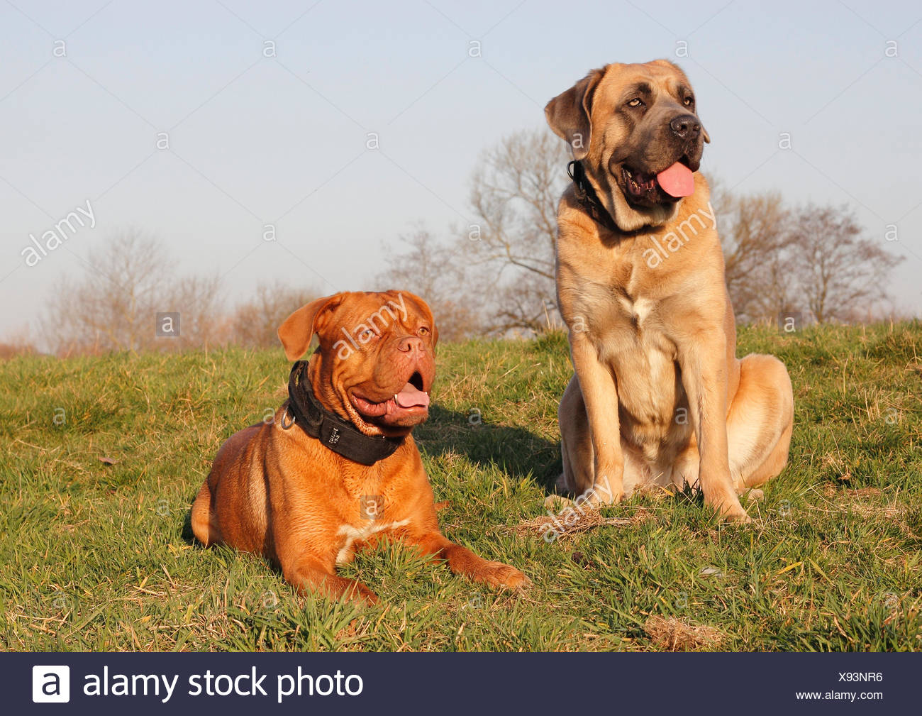 Dogue De Bordeaux Or Bordeaux Mastiff And A Cane Corso