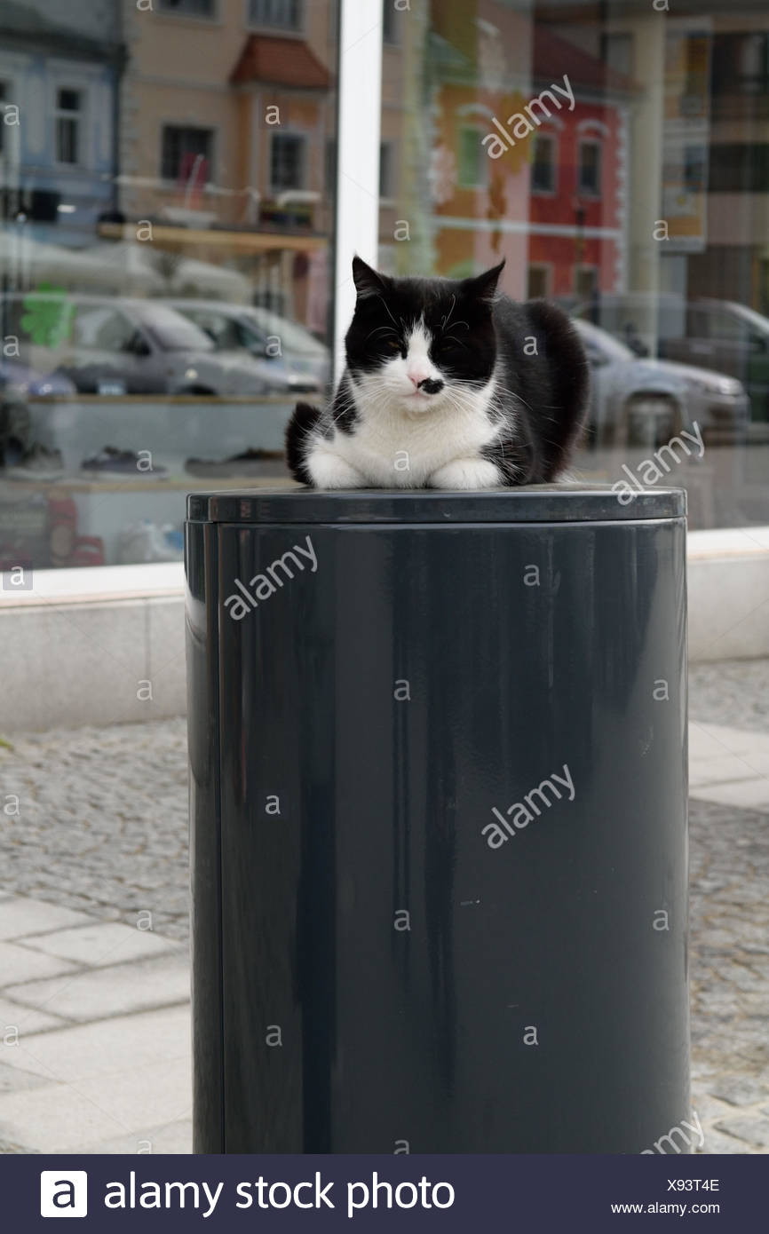 Domestic cat on the garbage can in the middle of t Stock Photo