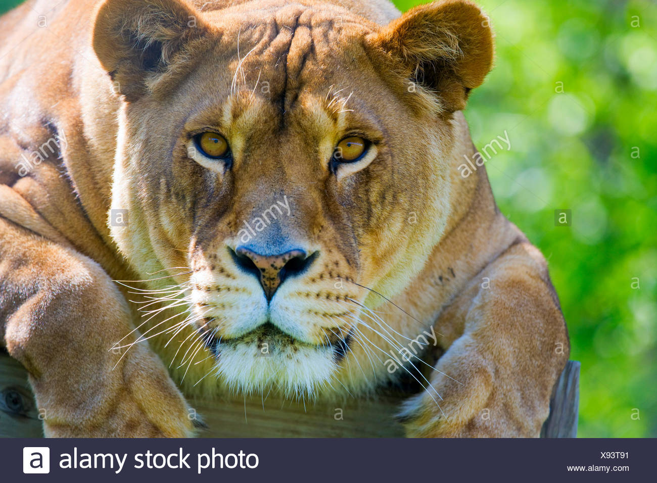 female big cat