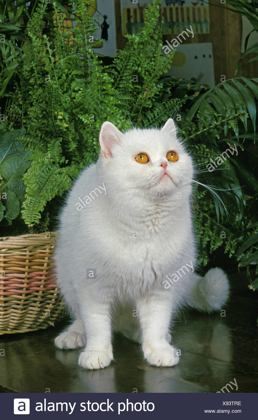 White Exotic Shorthair Domestic Cat Adult Near Green Plant Stock