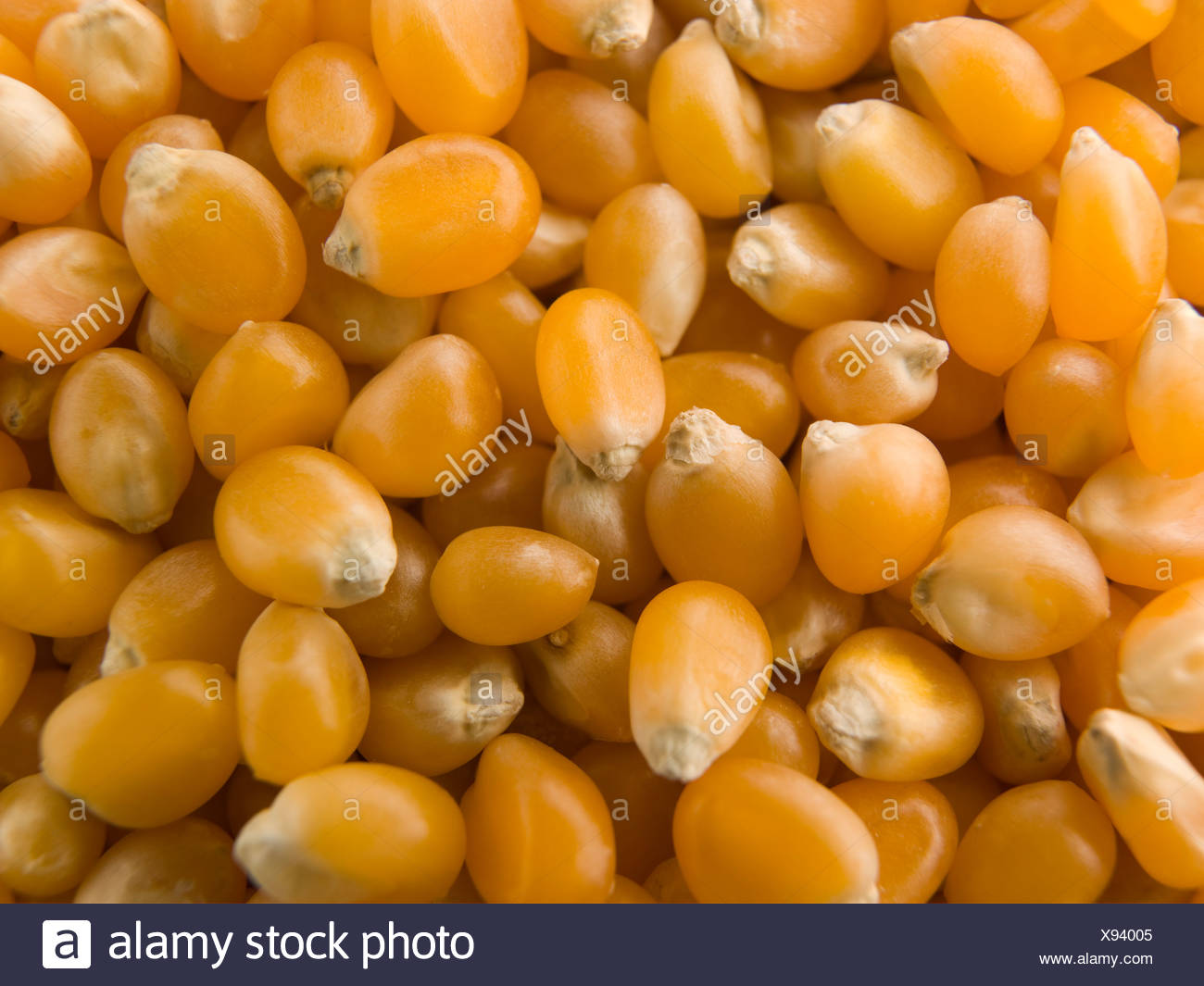 American Corn Maize High Resolution Stock Photography and Images - Alamy
