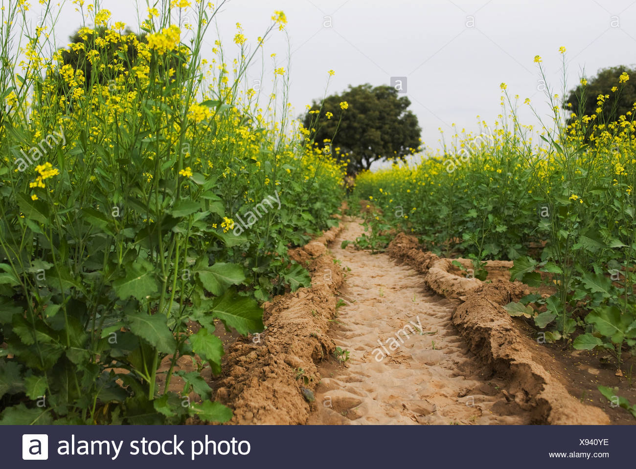 Water Channel For Irrigation Passing Through A Mustard Field
