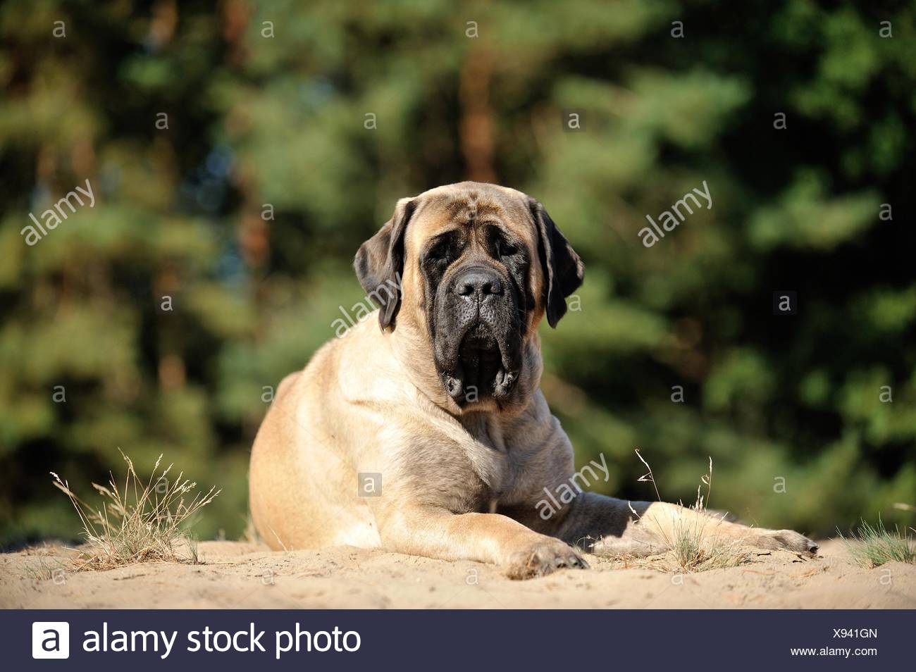 Lying Old English Mastiff Stock Photo 280986853 Alamy