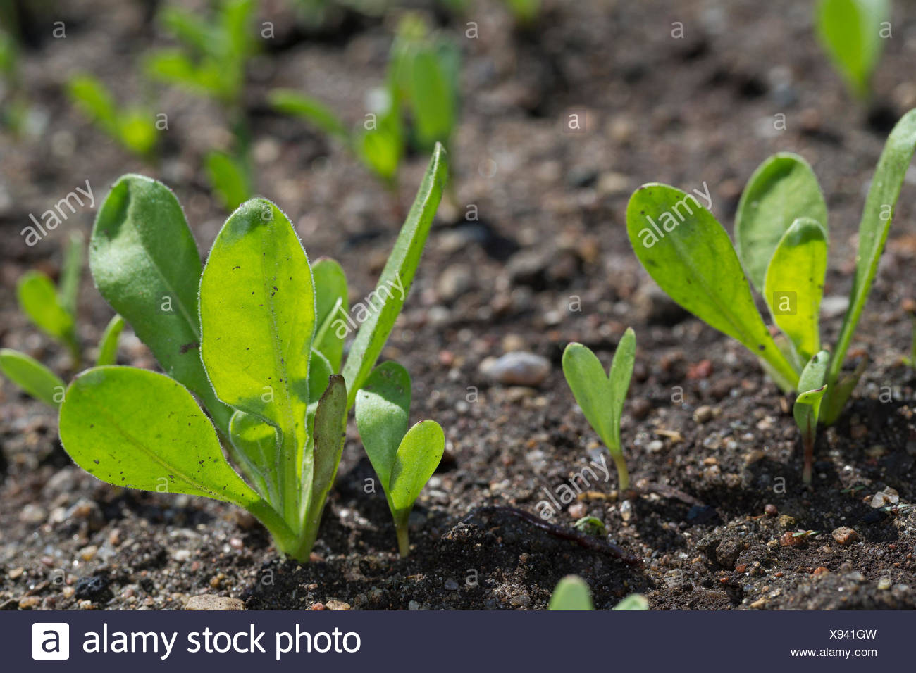 Garden Pot Marigold Calendula Officinalis Seedlings Stock Photo Alamy