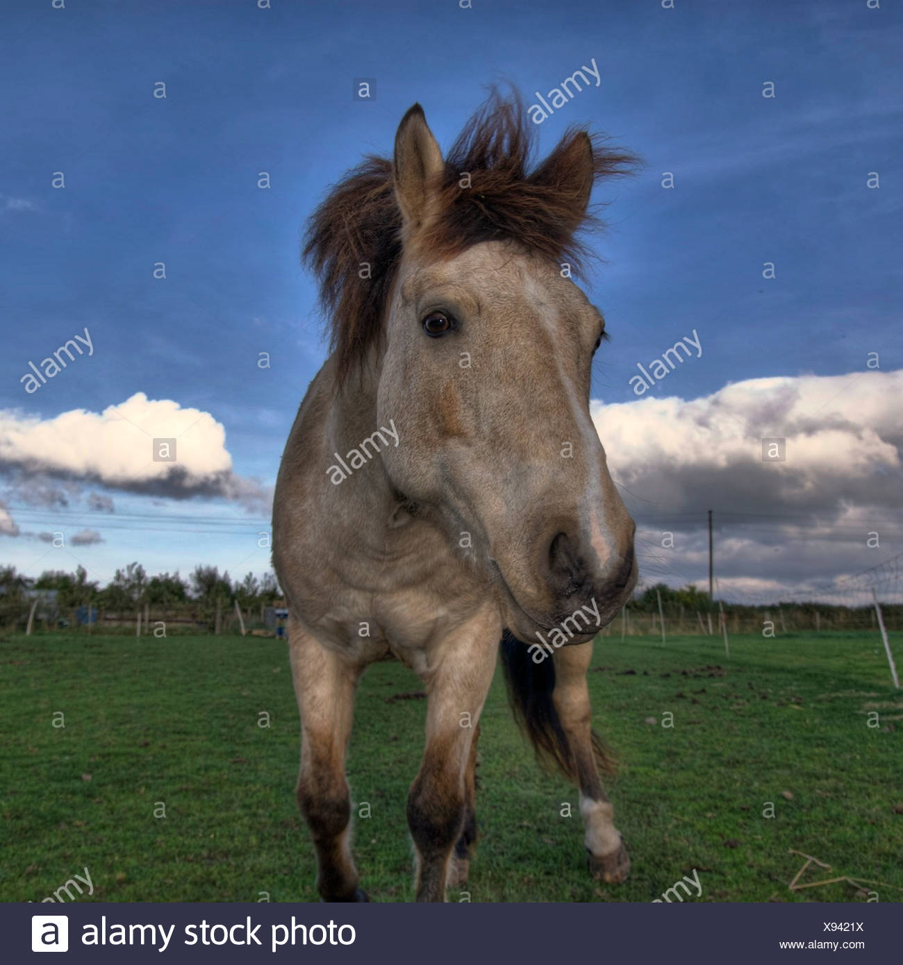Light Brown Horse High Resolution Stock Photography and Images - Alamy