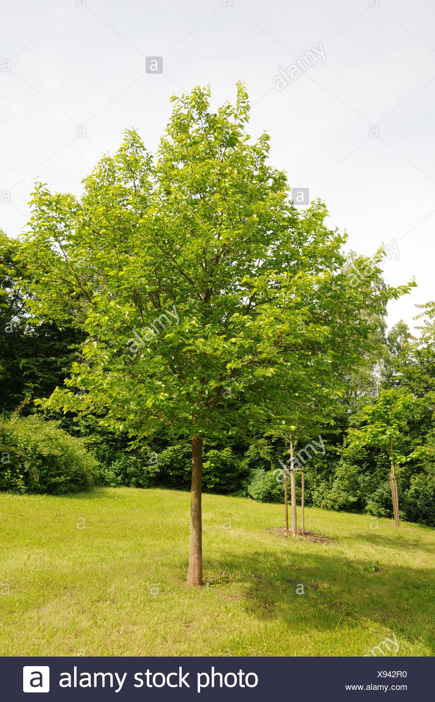 White Mulberry Tree High Resolution Stock Photography and Images Alamy
