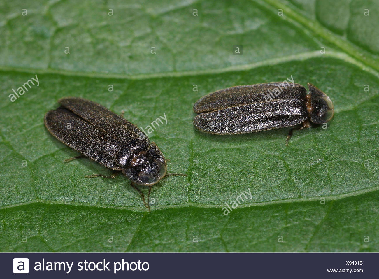 Lightning Beetle High Resolution Stock Photography and Images Alamy