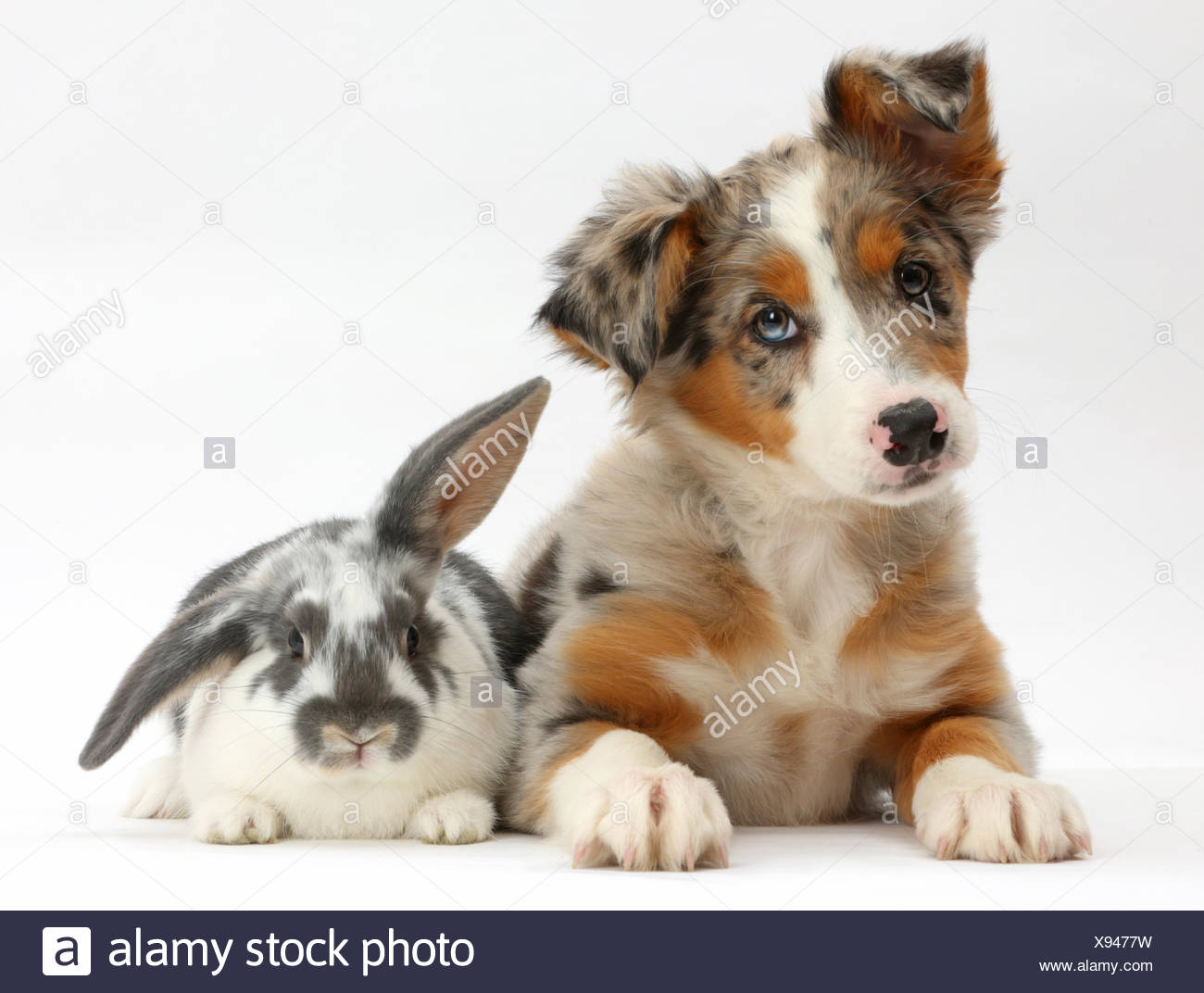 Curious Rabbit High Resolution Stock Photography and Images - Alamy