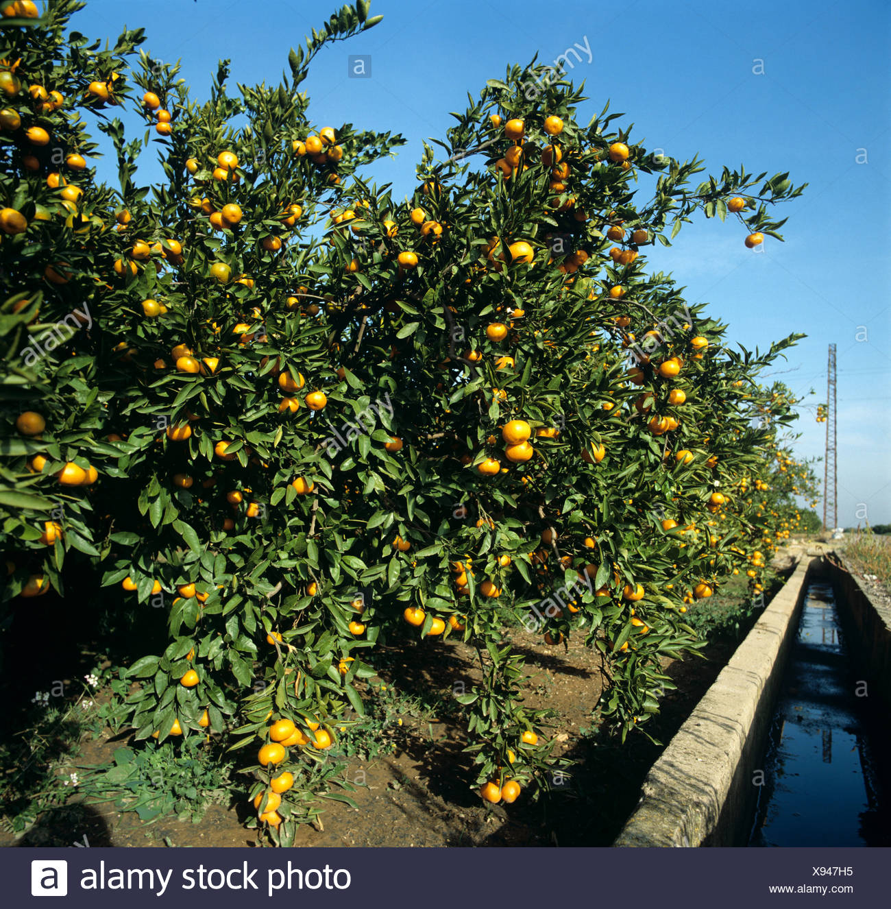 Orange Orchard Irrigation High Resolution Stock Photography and Images