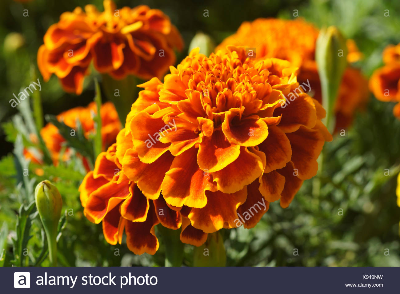 Pot Marigolds Stock Photos & Pot Marigolds Stock Images Alamy
