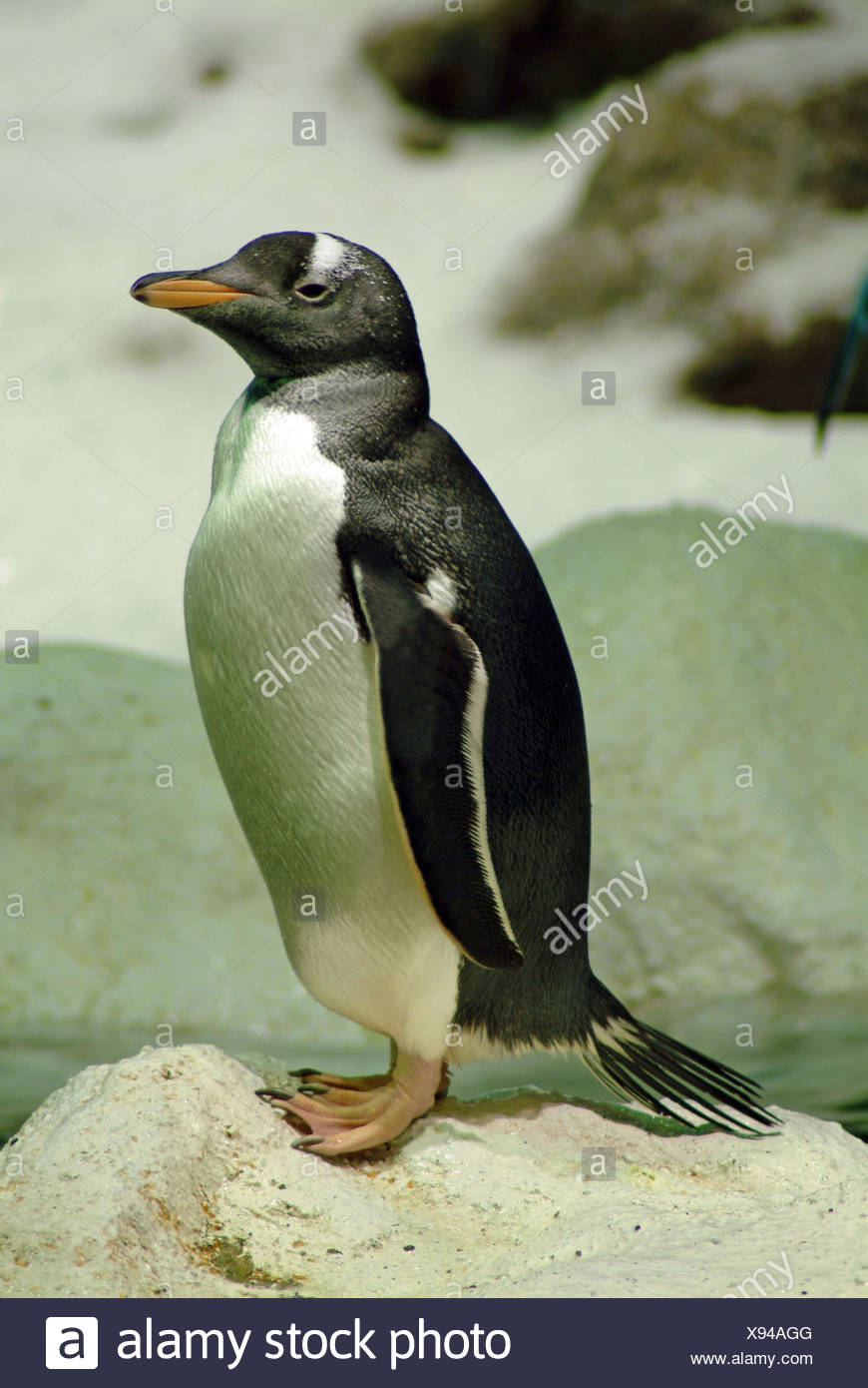 Penguin Donkey High Resolution Stock Photography and Images - Alamy