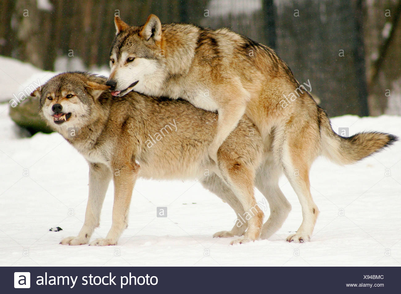 Korean wolves