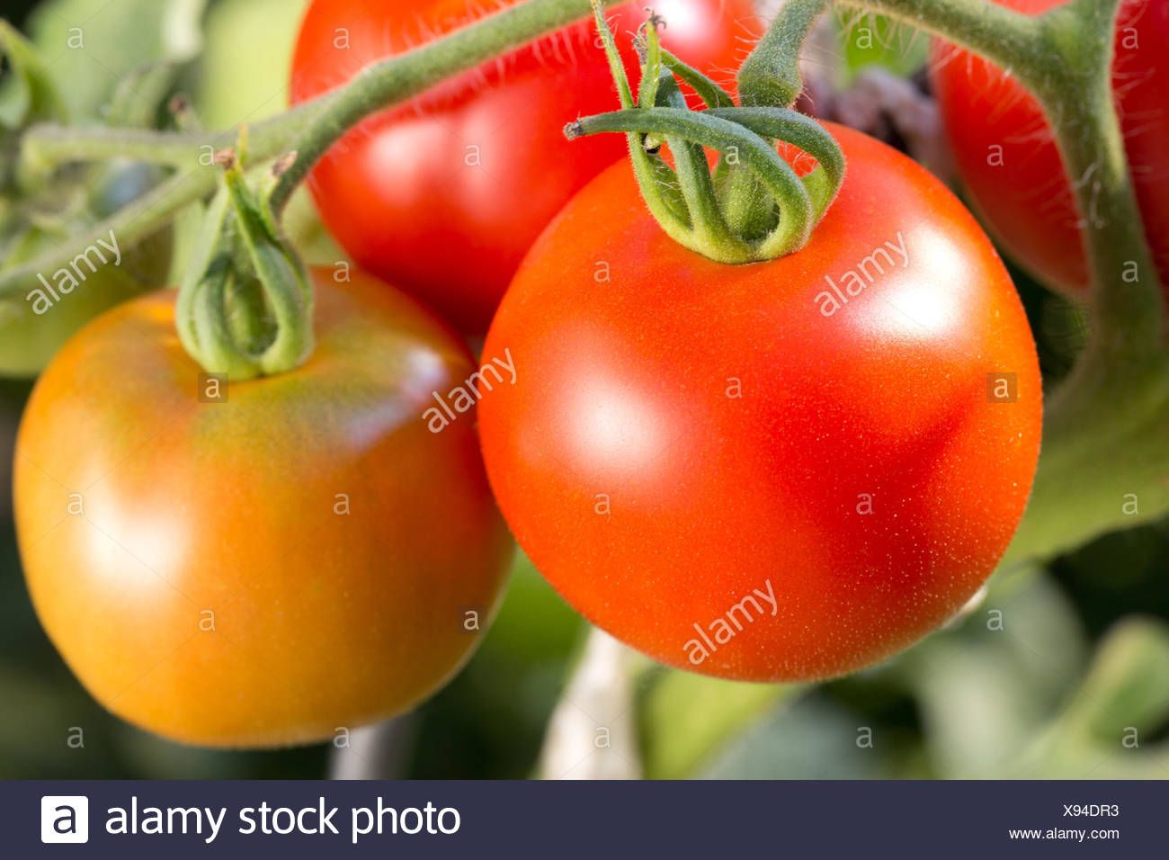 Tomatenstrauch High Resolution Stock Photography And Images Alamy