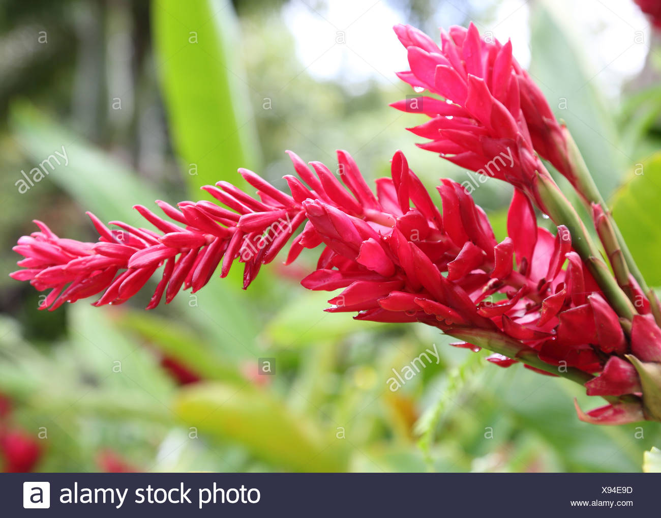 Red Ginger Plant Barbados Stock Photo Alamy