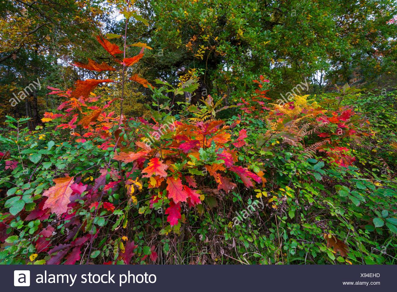 Quercus rubra, commonly called northern red oak or champion oak, Alsasua,  Navarra, Spain, Europe Stock Photo - Alamy