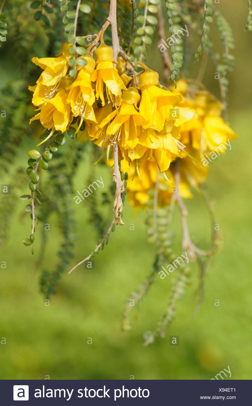 Kowhai Flowers Stock Photos & Kowhai Flowers Stock Images Alamy