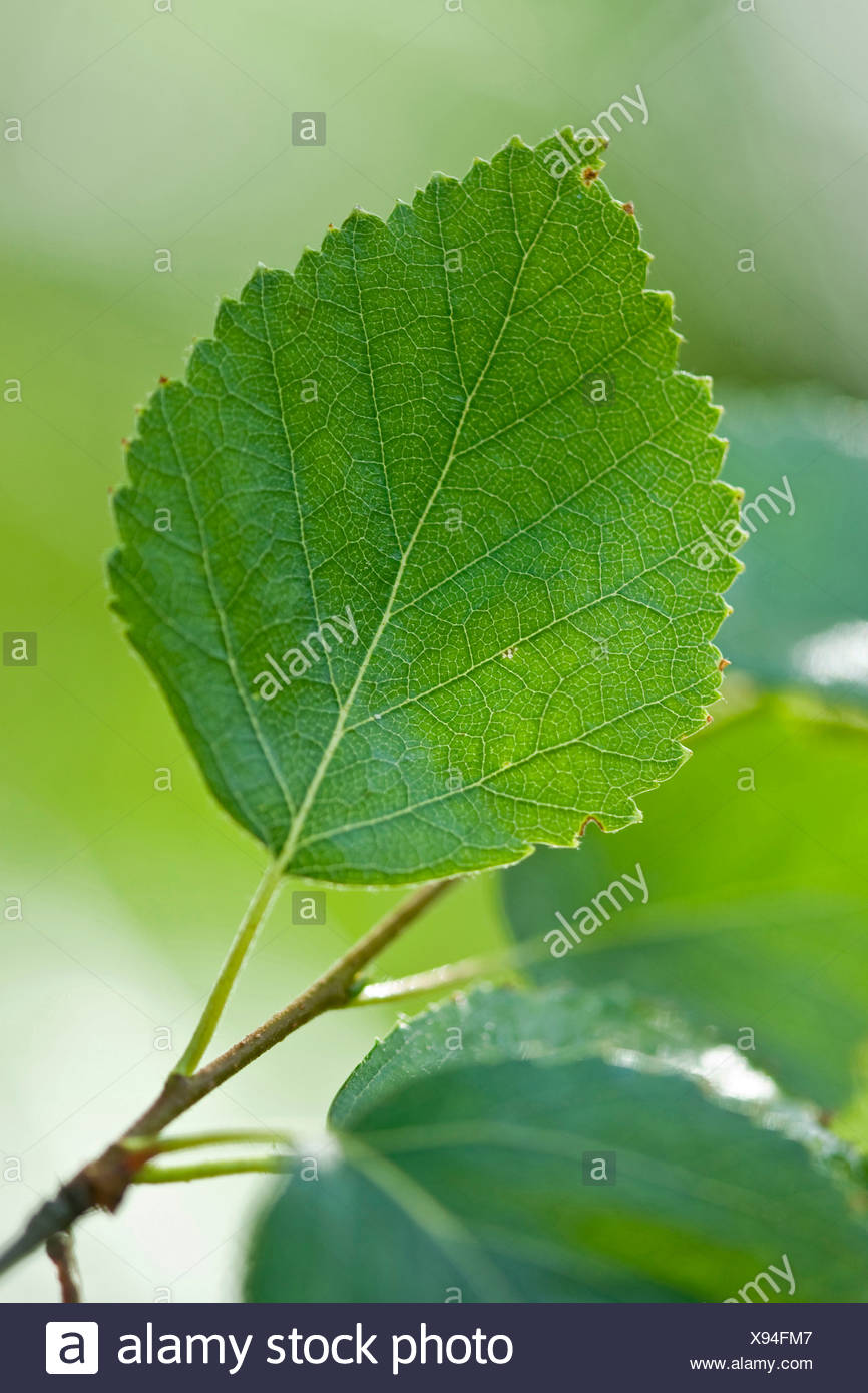 Birch Tree Leaf High Resolution Stock Photography And Images Alamy